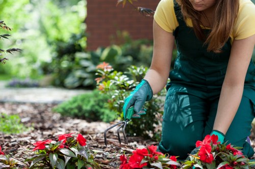 Autumn pruning and mulching in Westminster garden