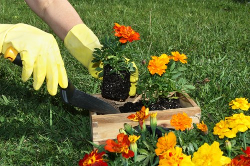 A gardener wearing yellow rubber gloves is planting a flowering plant into a rectangular wooden planter box on a well-maintained grassy lawn. The plant has bright orange blossoms and dark green leaves, and it is being transplanted into dark soil inside the planter. Surrounding the planter are several other flowering plants with similar orange and yellow flowers in full bloom. In the background, lush green grass extends across the outdoor space, which appears to be part of a landscaped garden or backyard. The scene is illuminated by natural daylight, suggesting a clear, sunny day, and the setting reflects careful outdoor gardening and lawn care typical of residential gardens in Westminster or nearby areas, supporting local gardening services.