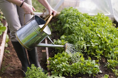 The image shows a person watering a well-maintained garden bed with a metal watering can, standing on a narrow path within a greenhouse or covered outdoor space. The garden features lush, healthy green plants, including leafy vegetables and possibly herbs, arranged in neat, separate rows. The soil appears rich and dark, indicating good cultivation practices. In the background, there is a transparent plastic or glass covering, allowing sunlight to illuminate the garden, fostering healthy plant growth. The person's hands are visible holding the watering can, demonstrating active garden maintenance. This scene reflects a typical outdoor or greenhouse gardening environment, suitable for gardening services that include planting, watering, and landscape management in Westminster or surrounding areas. The overall setting emphasizes careful cultivation and well-organized plant care within a controlled environment.